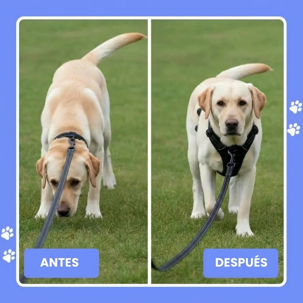 PaseoPro